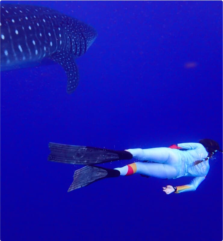 Ocean Safari