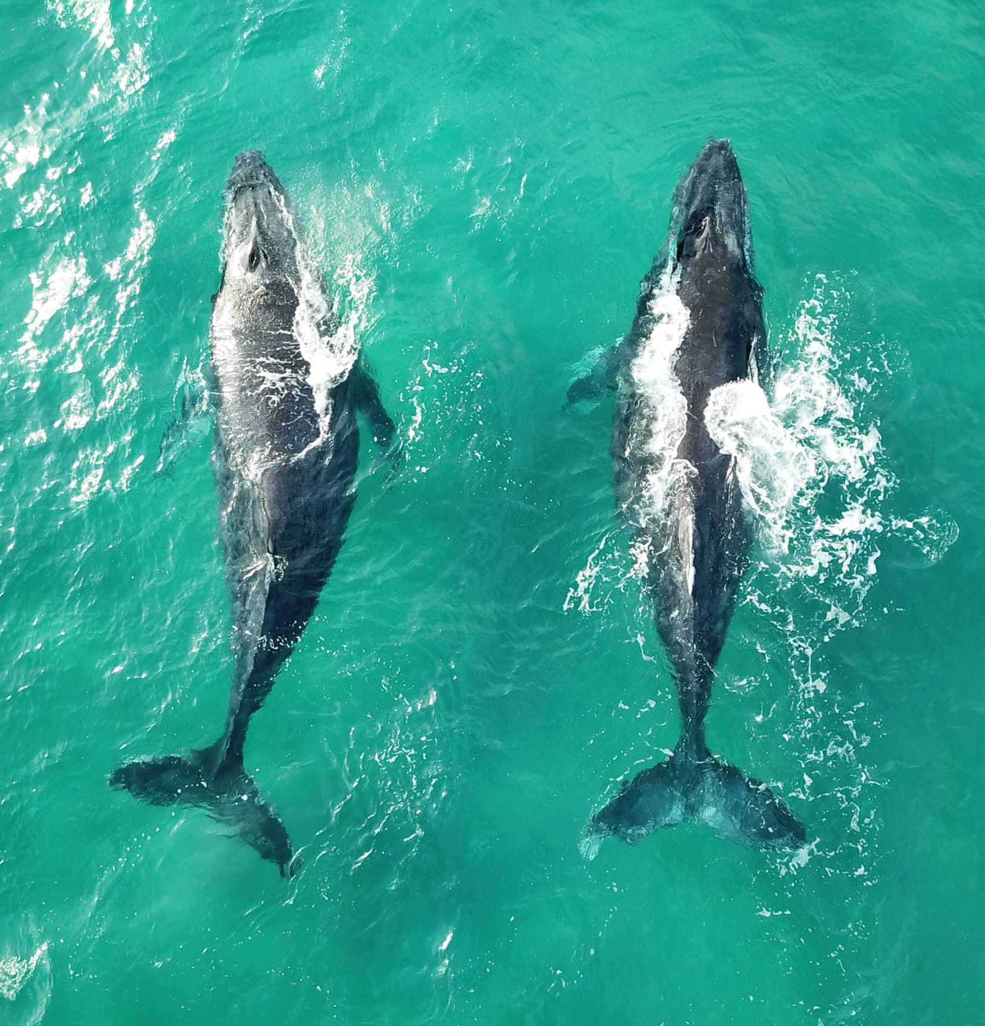 Humpback whale migration along the Manta Coast