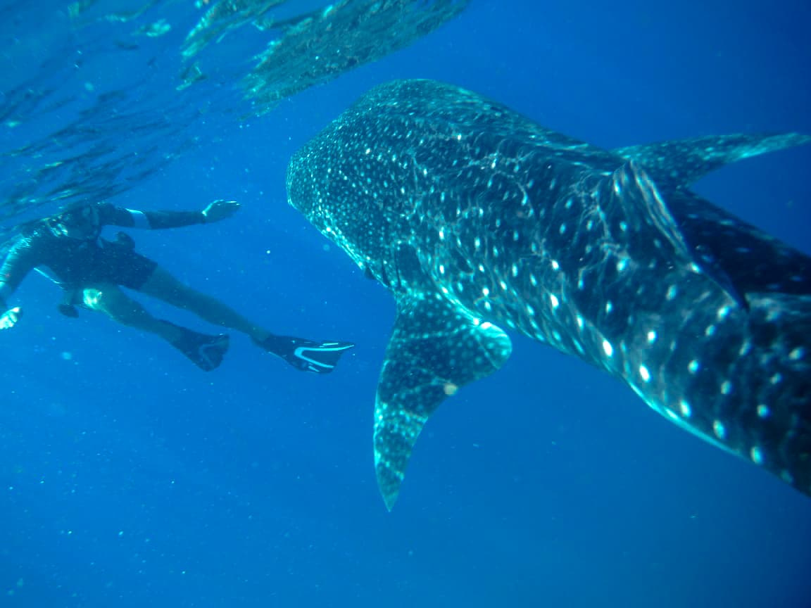 Swim alongside gentle whale sharks