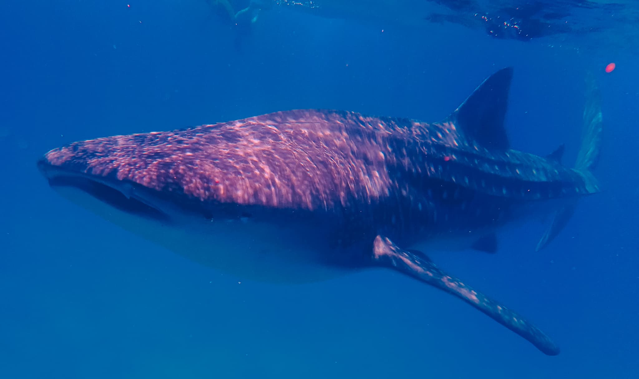 Marine megafauna encounters year-round